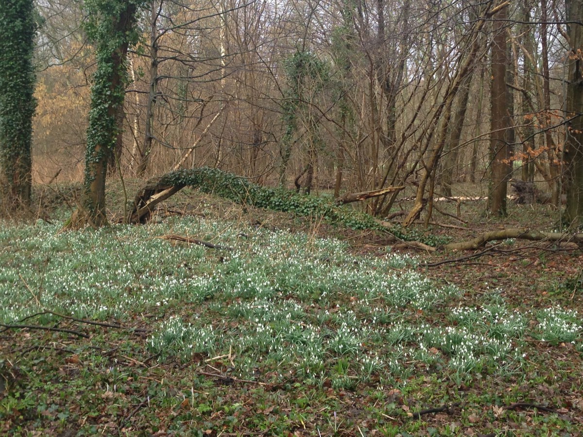 Caprera, Bloemendaal