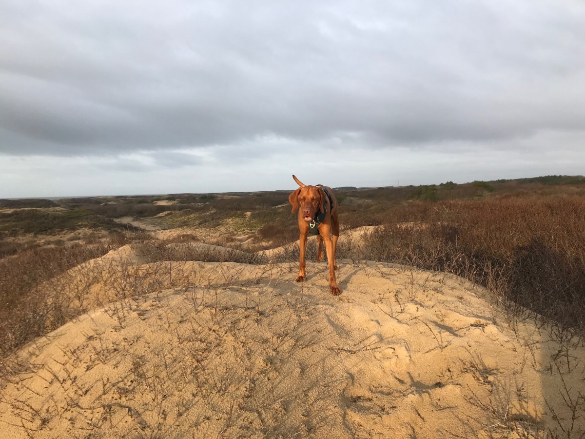 Noordwijk Dunes and&nbsp;Beach