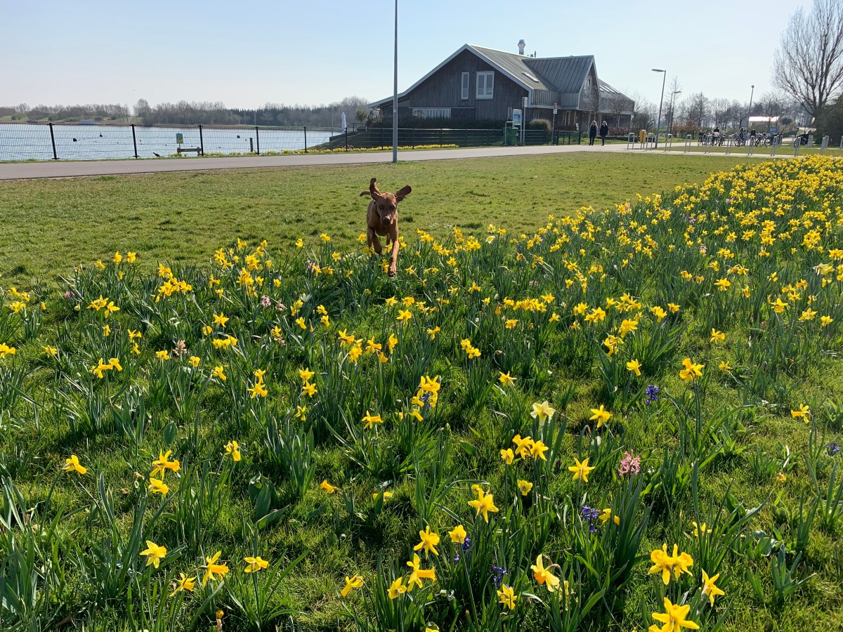 Toolenburgergplas, Hoofddoorp
