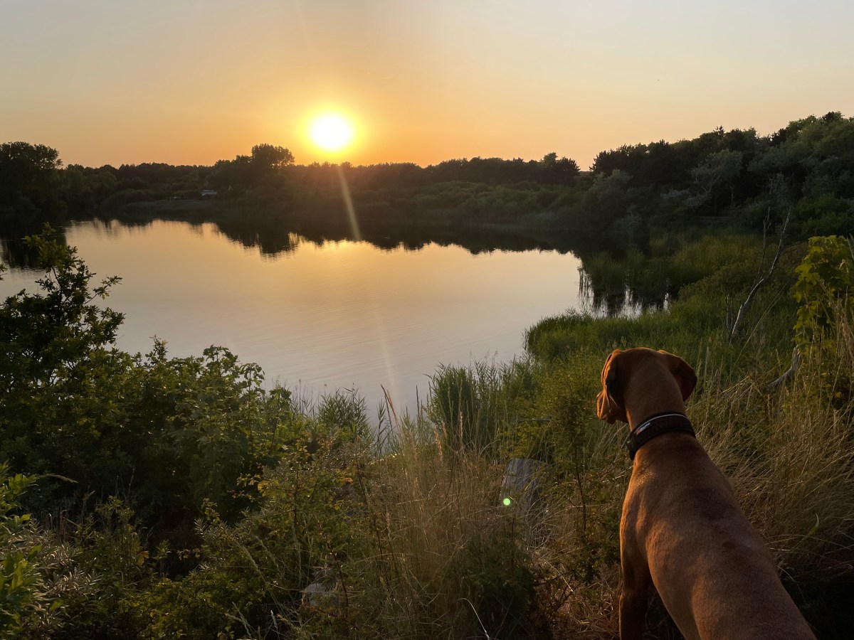 Wethouder van Gelukpark (“Bokkedoorns”)