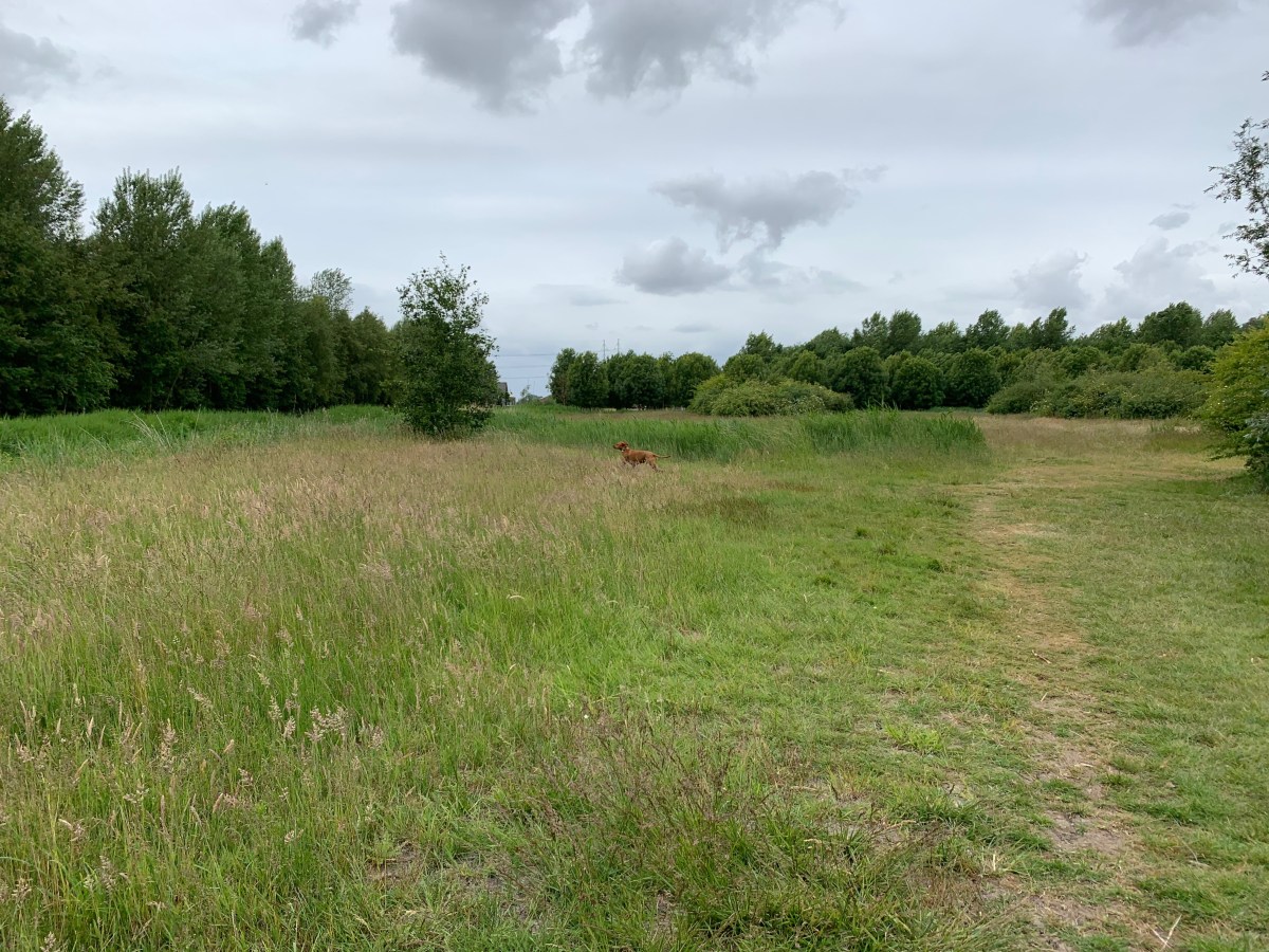 Venneperhout, Nieuw-Vennep