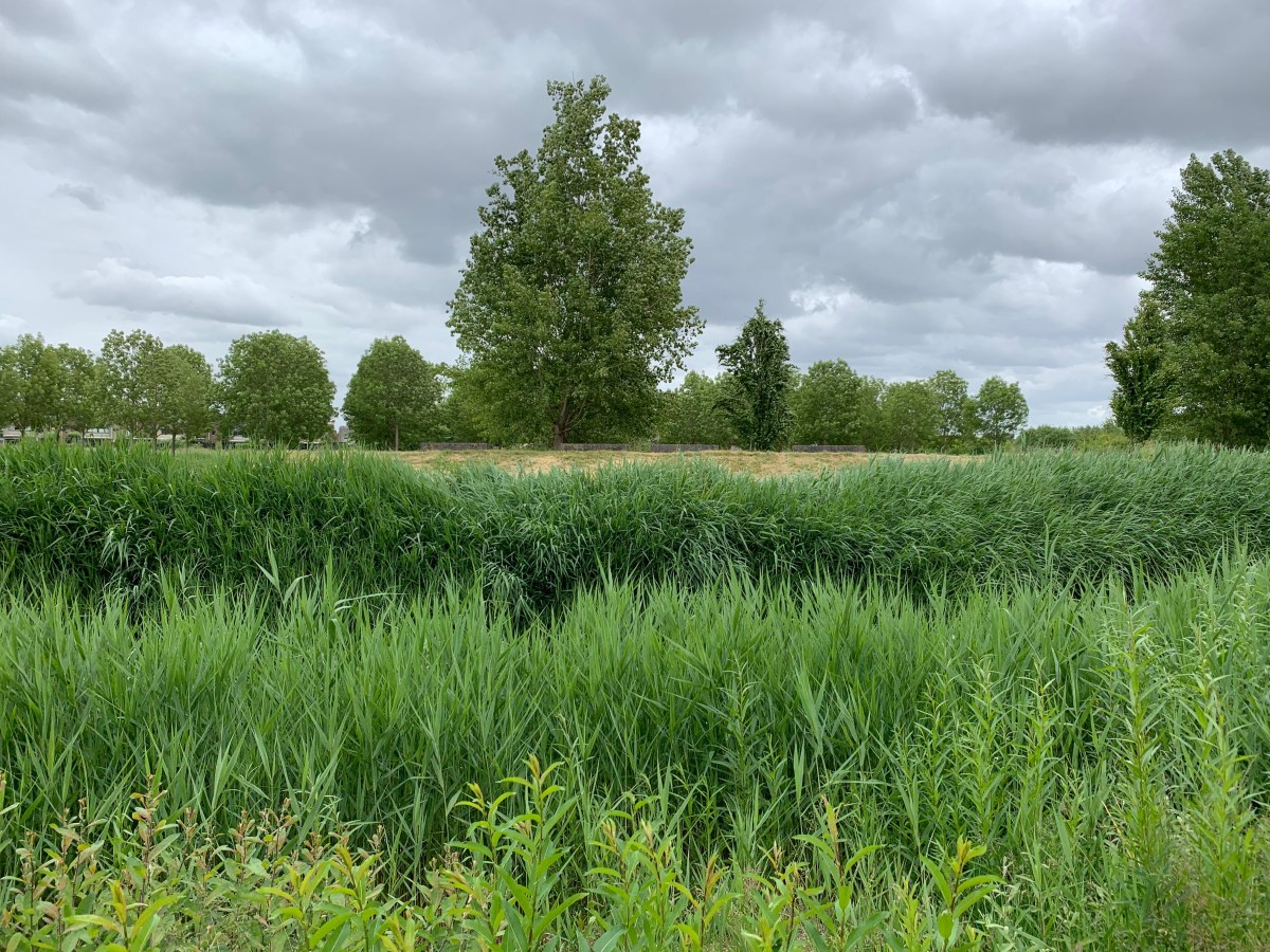 Venneperhout, Nieuw-Vennep