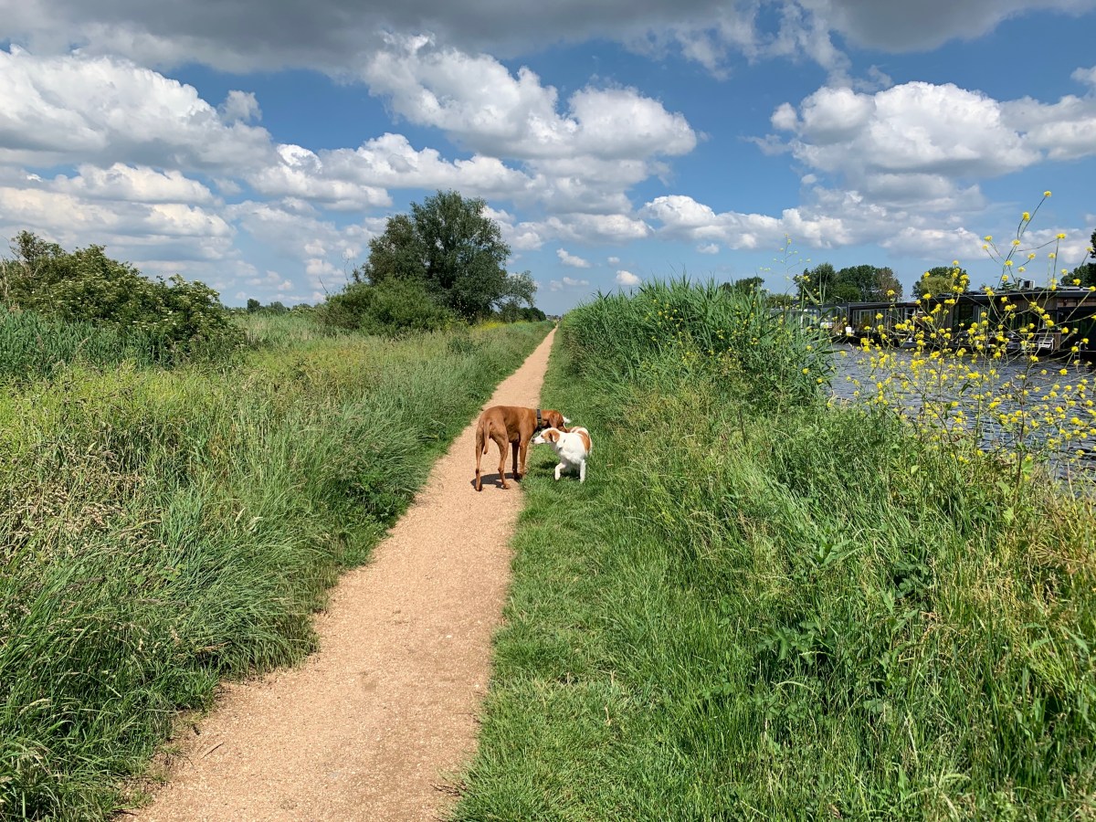 Molenplas, Meerwijkplas, Poelbroek