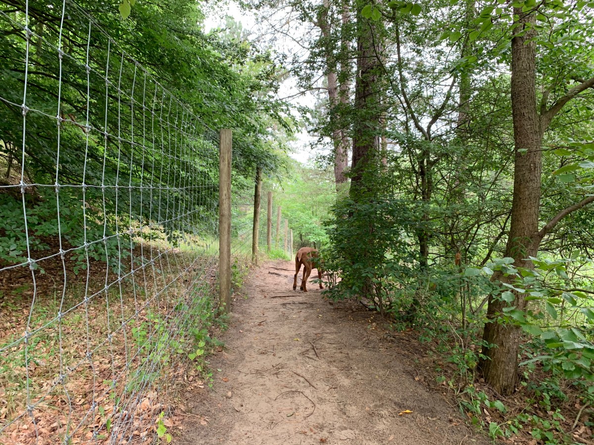 Krantje Lek & Dunes,&nbsp;Haarlem