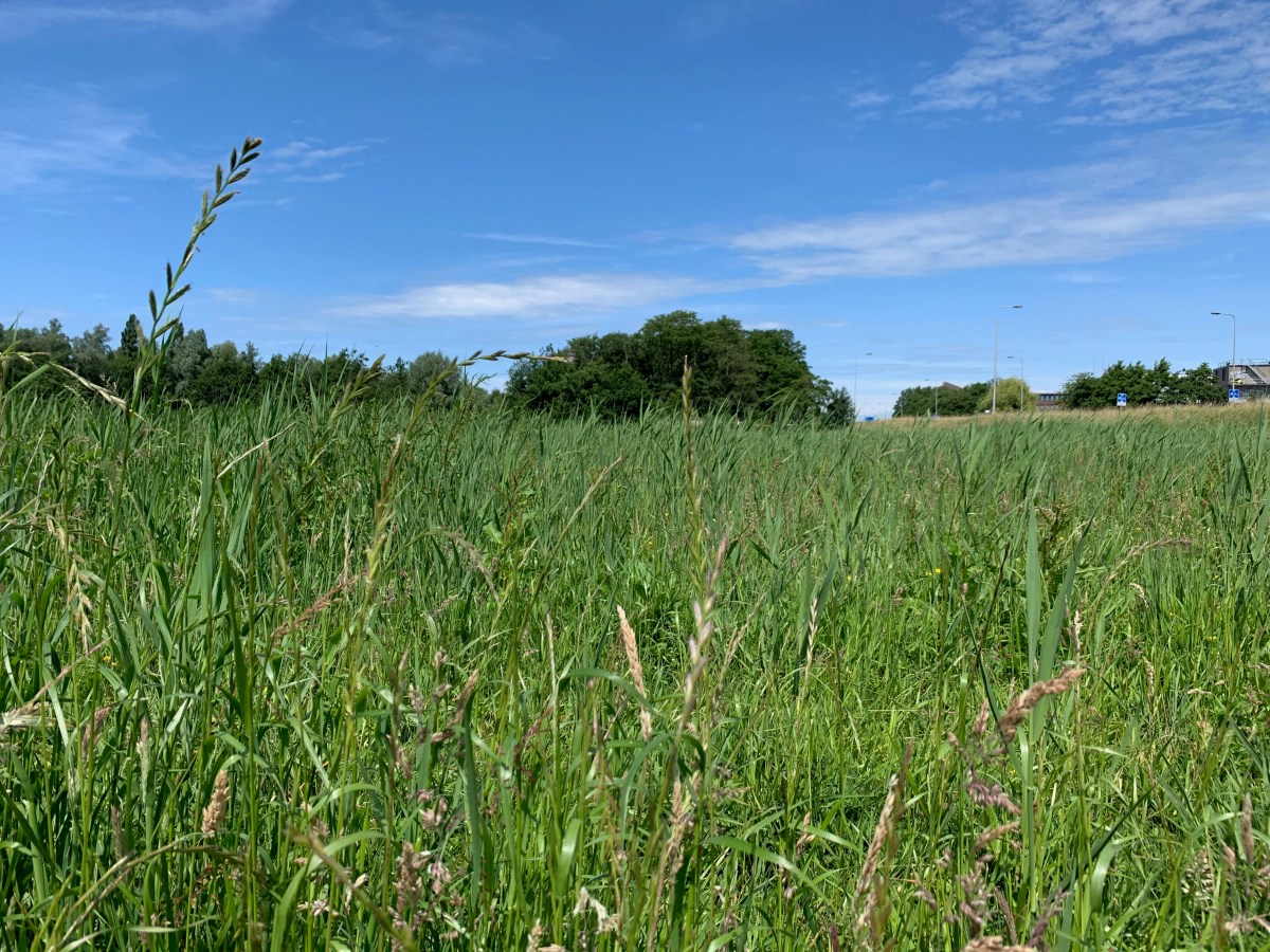 Blinkertpad, Haarlem