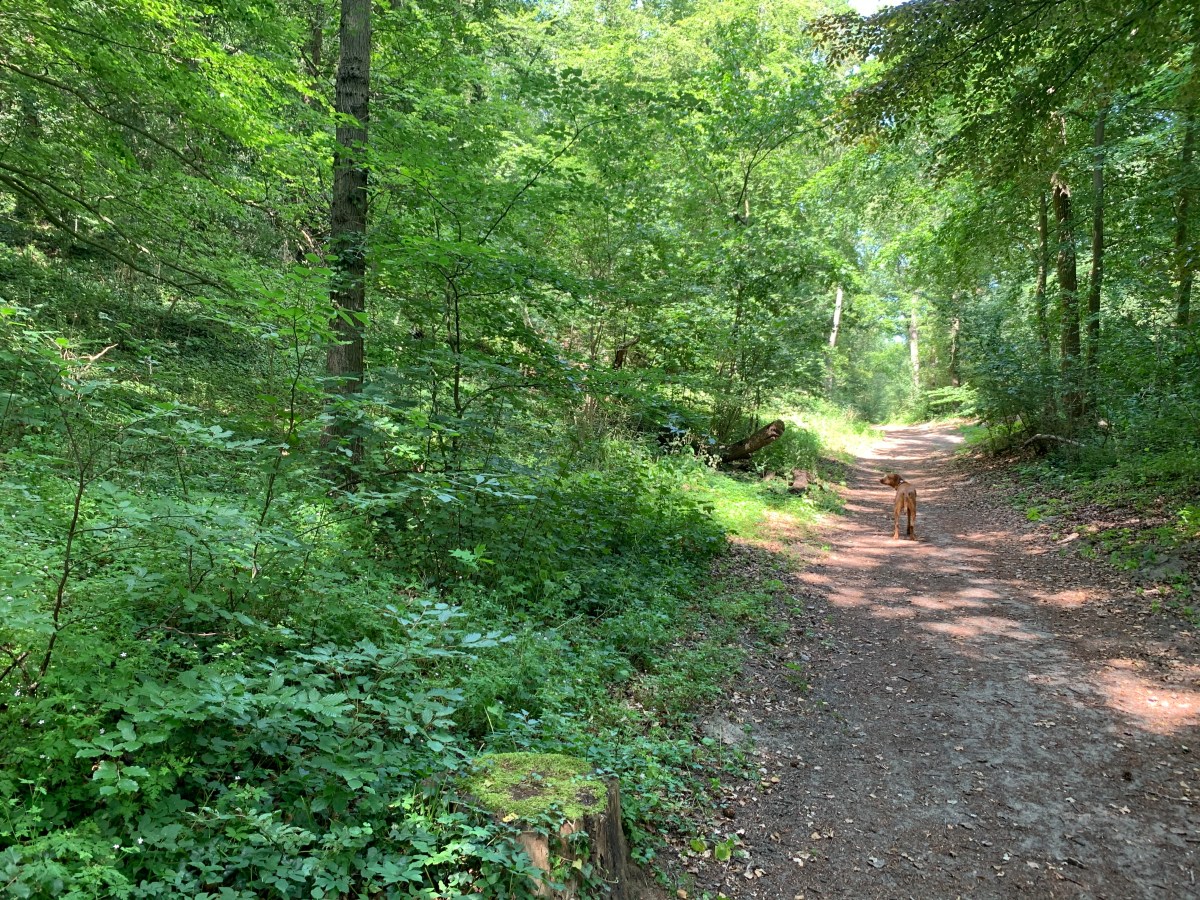 Caprera, Bloemendaal