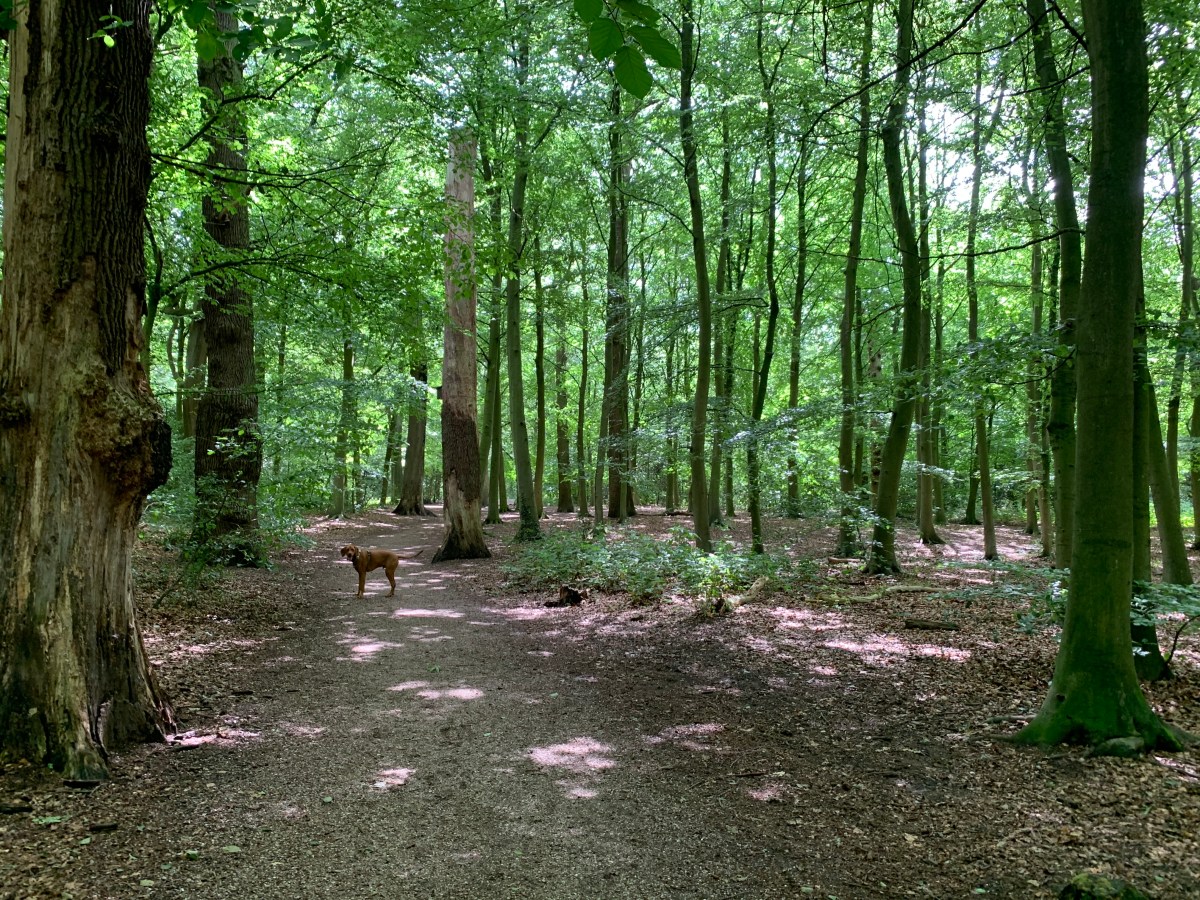 Haarlemmerhout, Haarlem