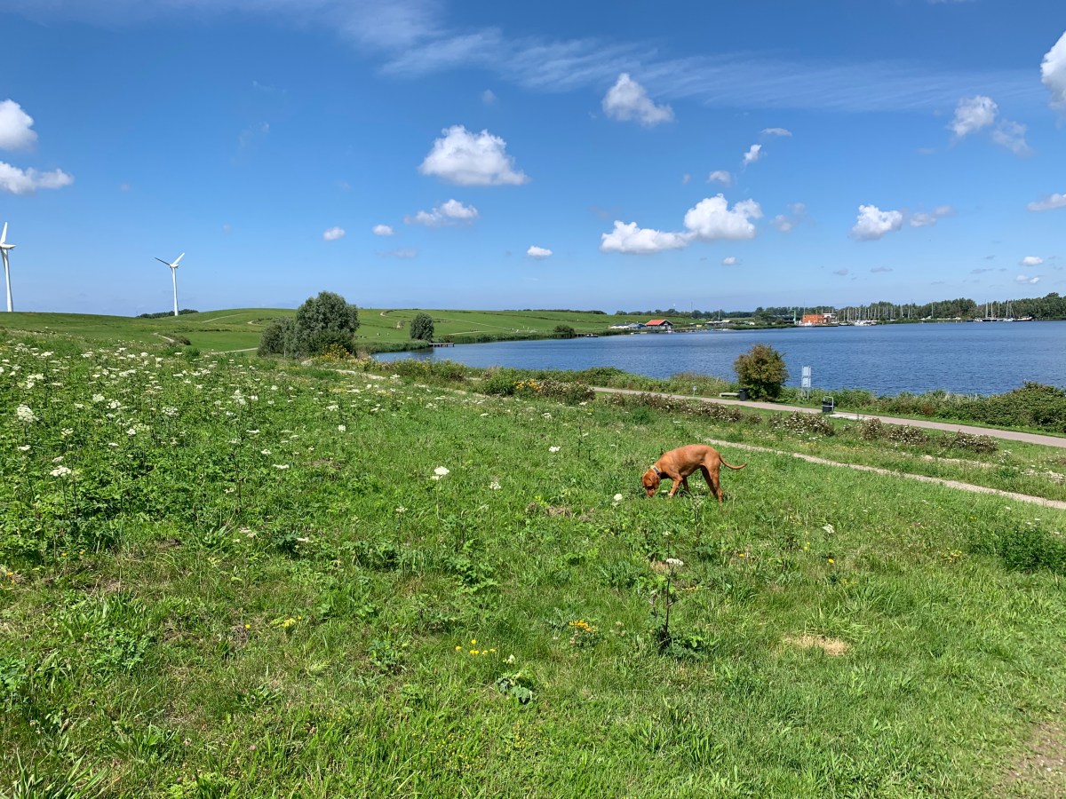 Schoteroog, Waarderpolder (Spaarnwoude&nbsp;Park)
