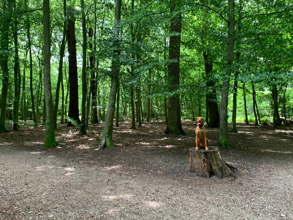 Haarlemmerhout, Haarlem