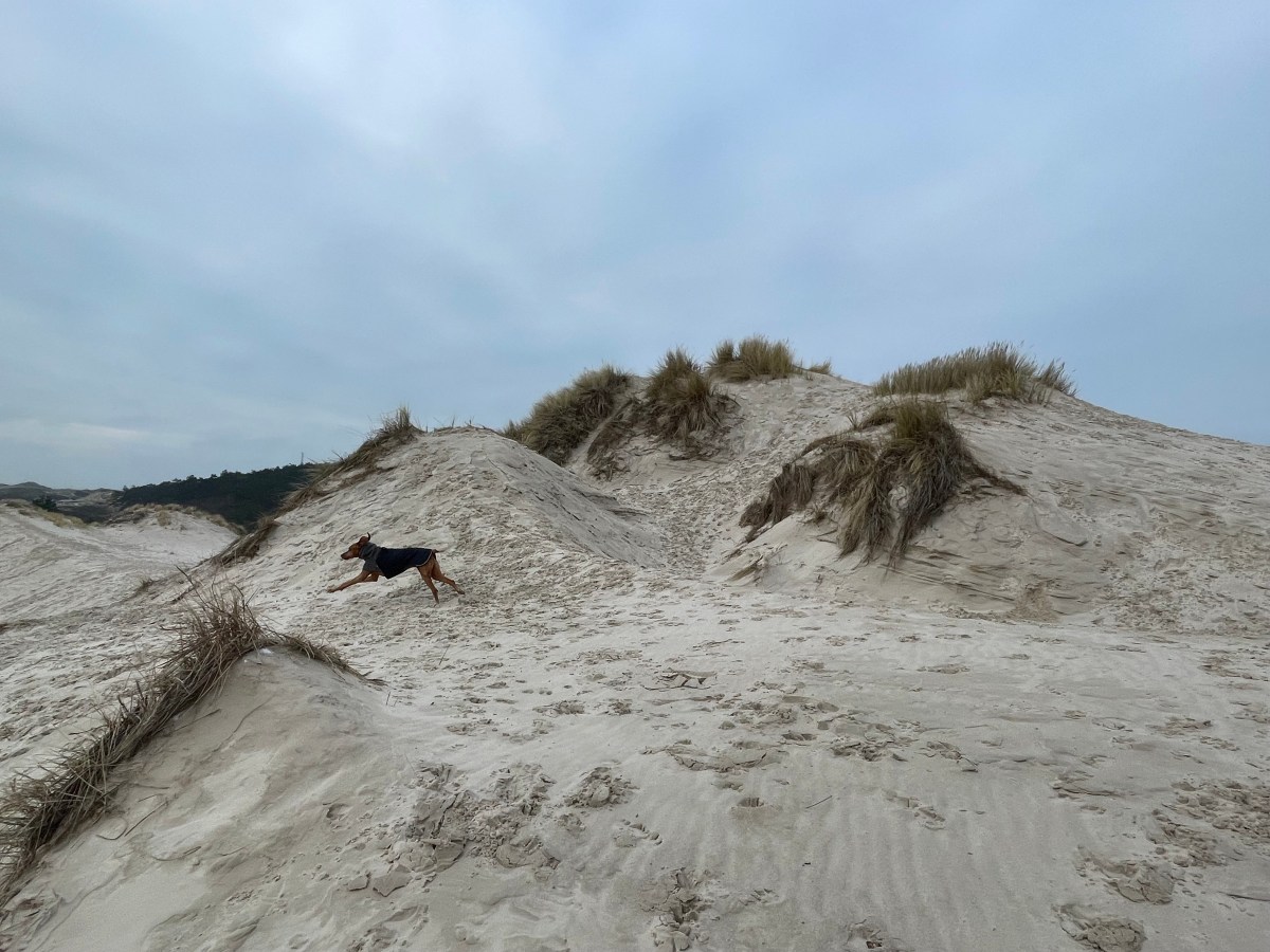 Schoorlse Duinen
