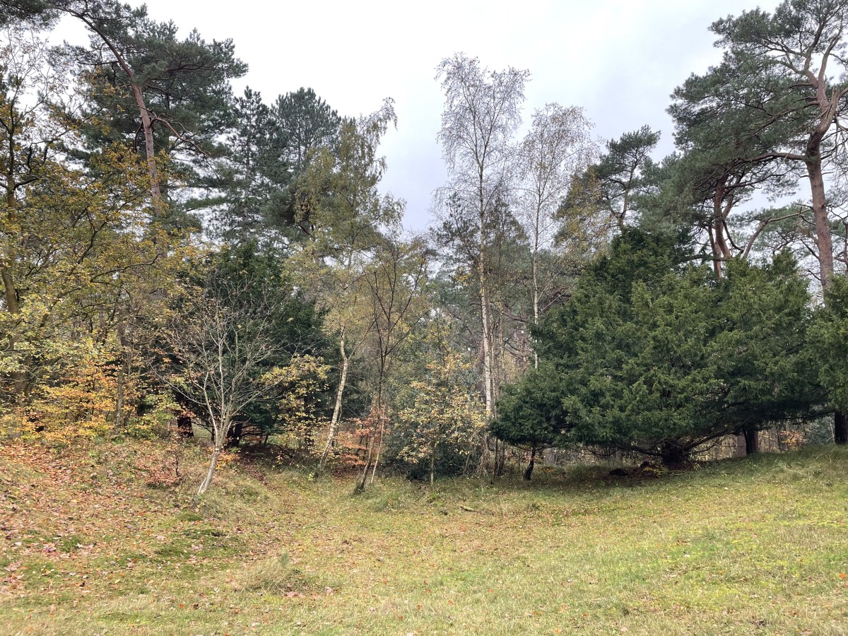 Het Naaldenveld, Bentveld