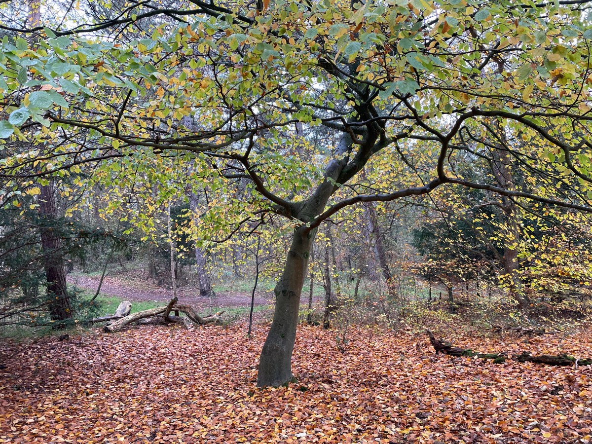 Het Naaldenveld, Bentveld