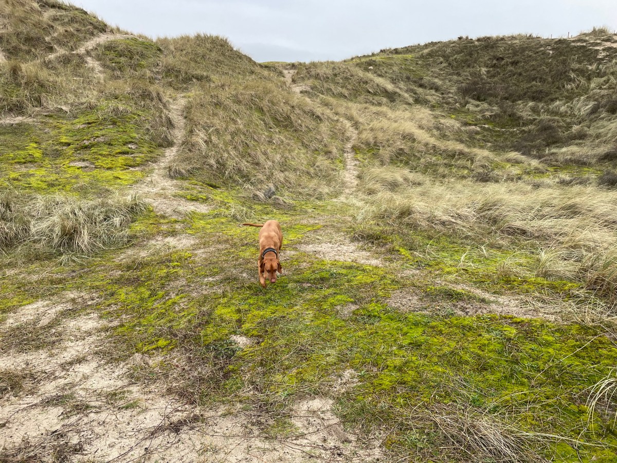 Dunes, Egmond aan&nbsp;Zee