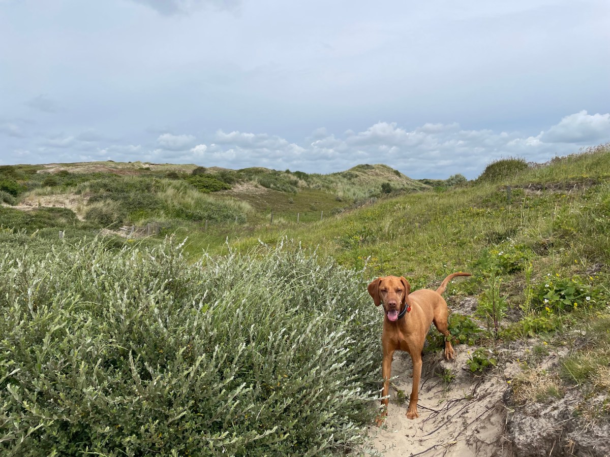 Dunes, Egmond aan&nbsp;Zee