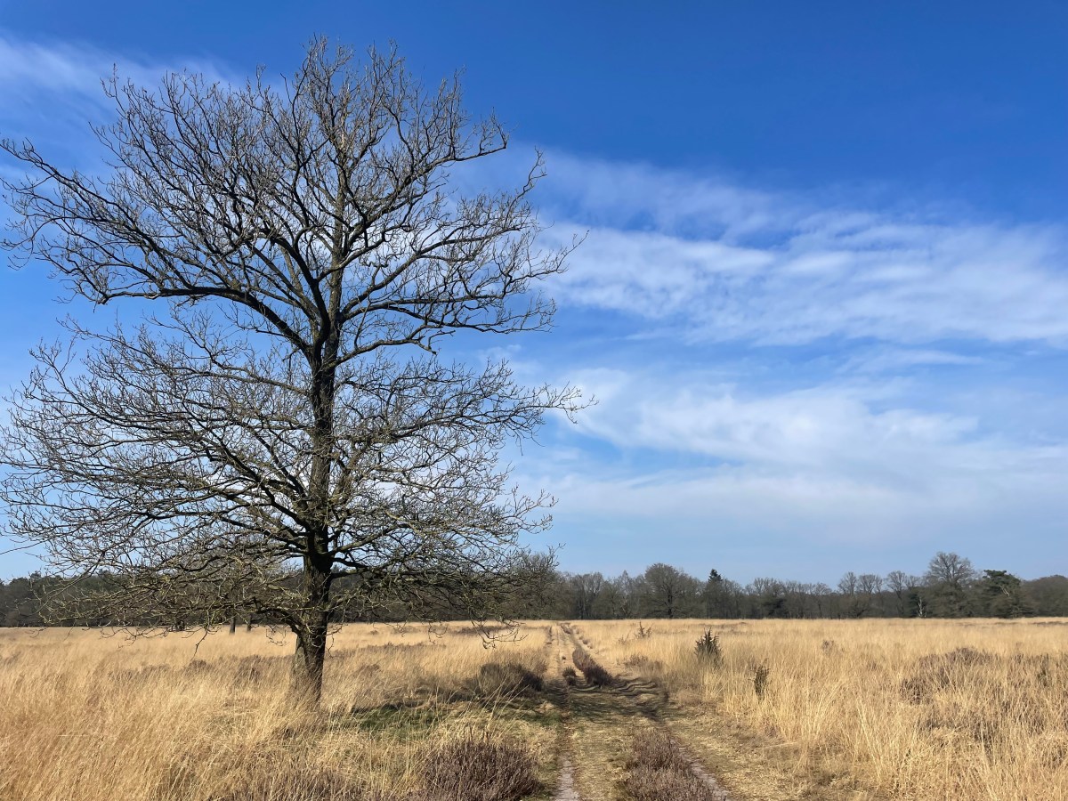 Dwingelderveld, Dwingeloo/Ruinen