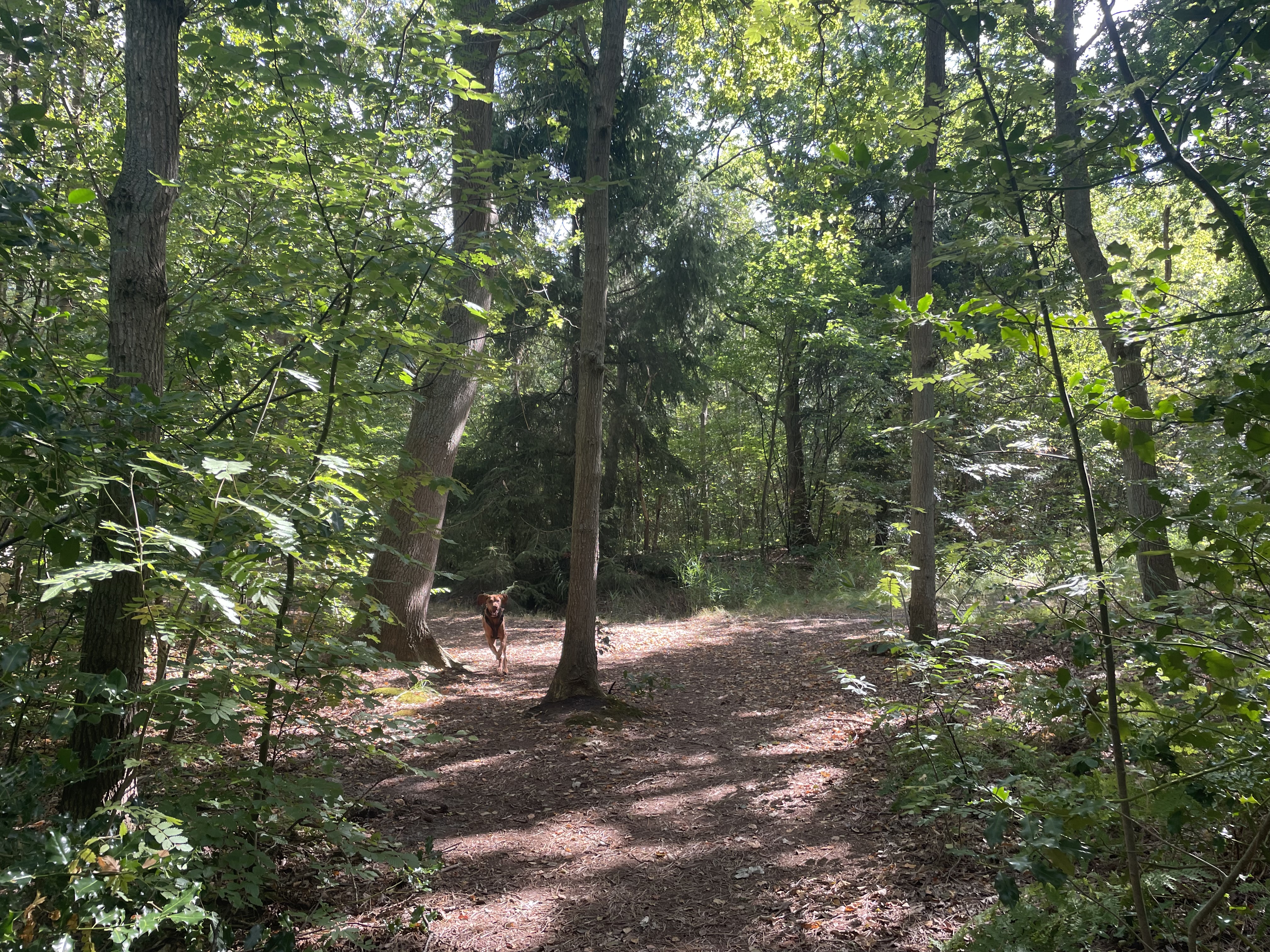 Texel – Forests